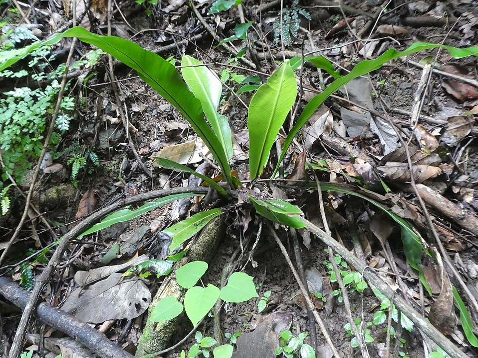 Bird's-nest Fern