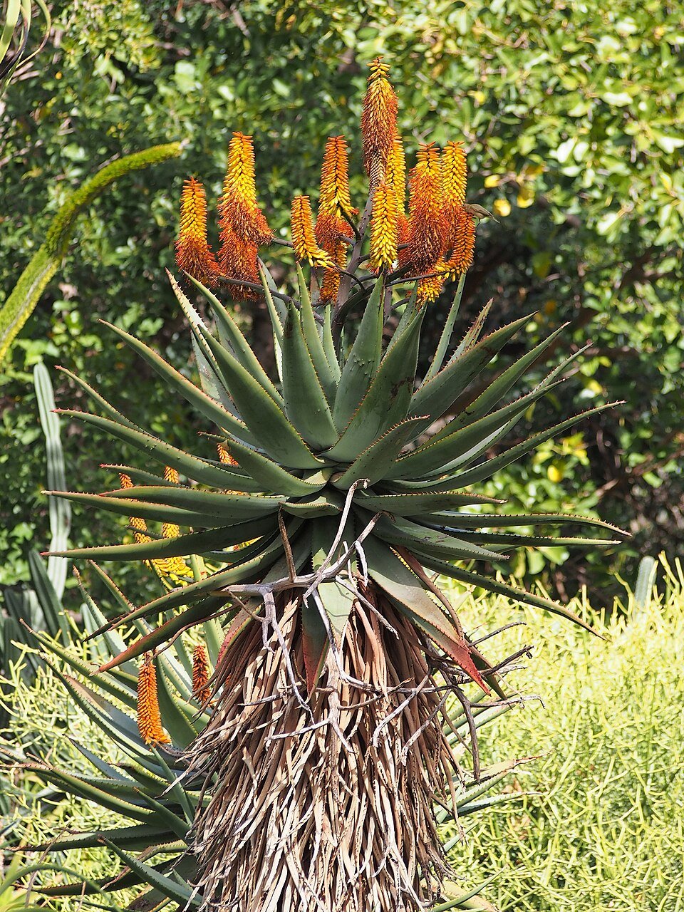 Bitter Aloe