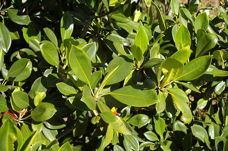 Black Mangrove