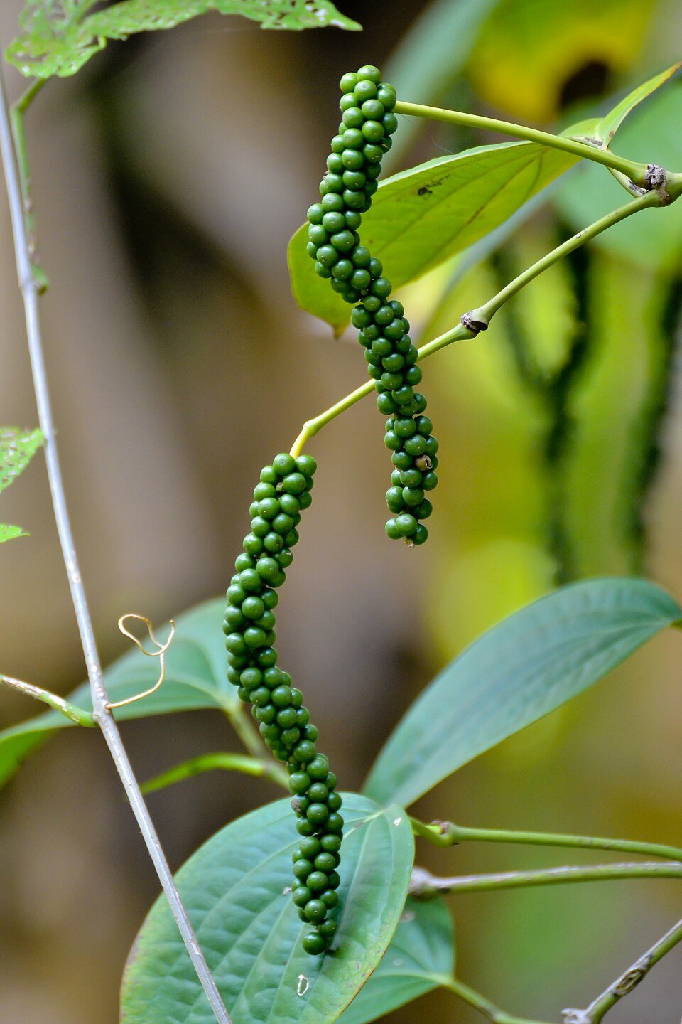 Black Pepper