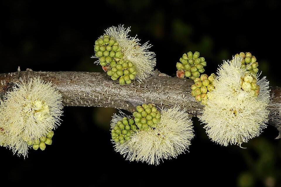 Black Thorn