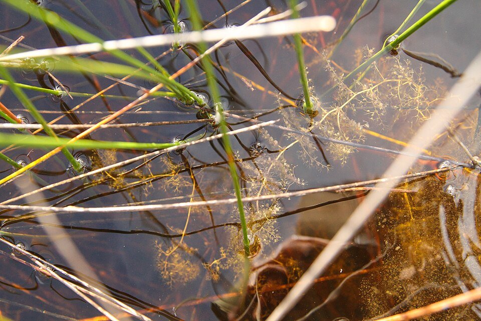 Bladderworts