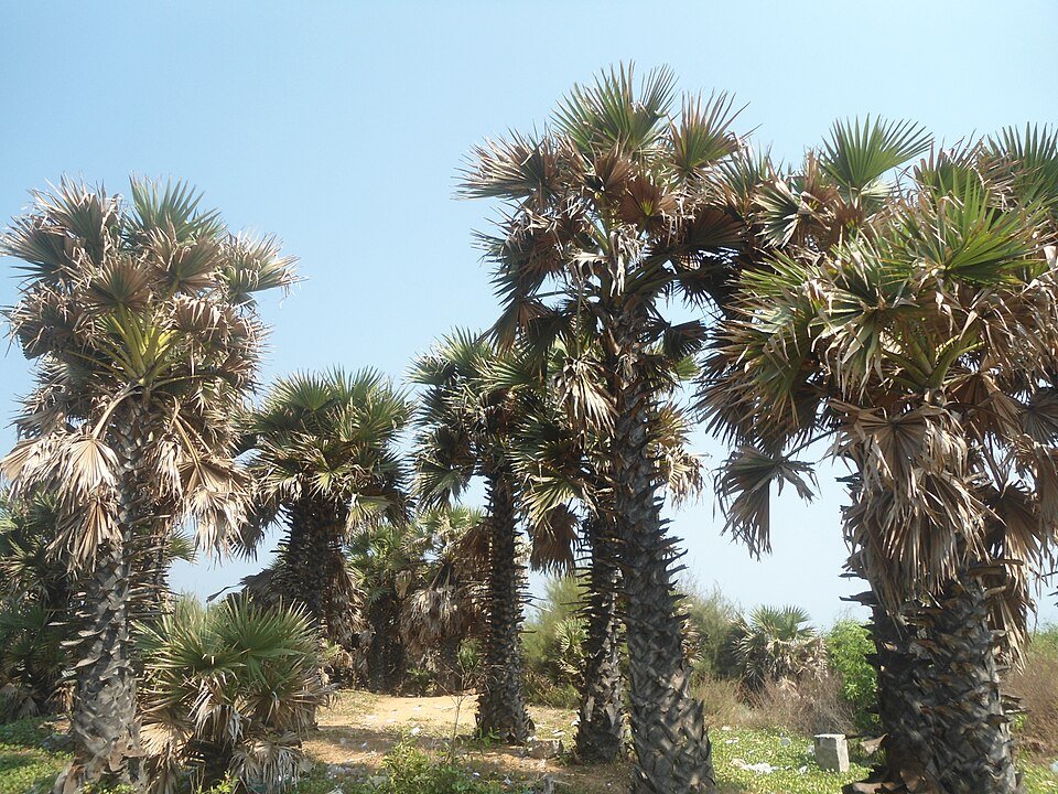 Borassus Palms