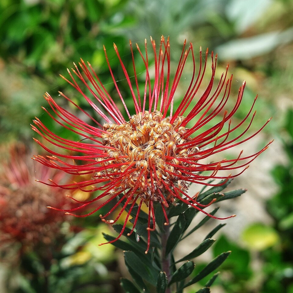 Bottlebrush Proteas