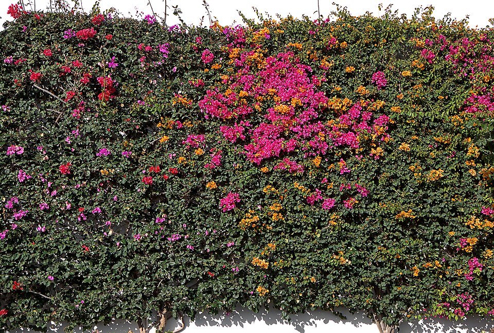 Bougainvillea