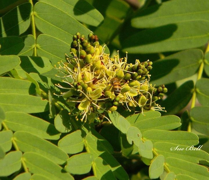 Brachystegia Woodland Species