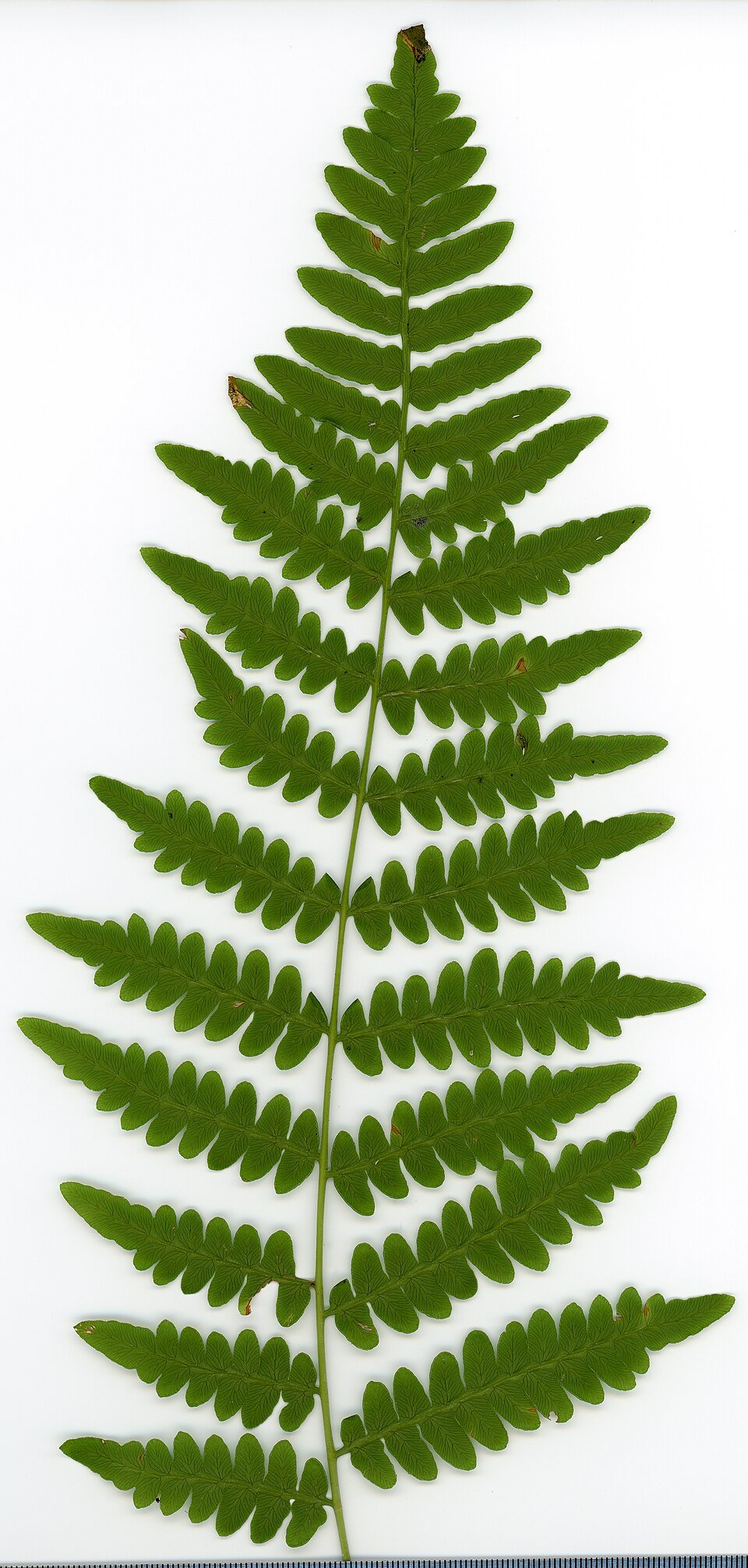 Bracken