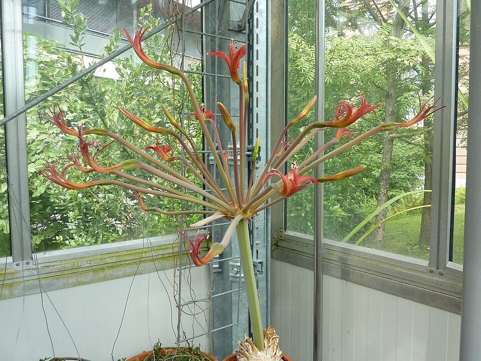 Brunsvigia