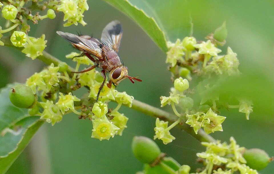 Buffalo Thorn
