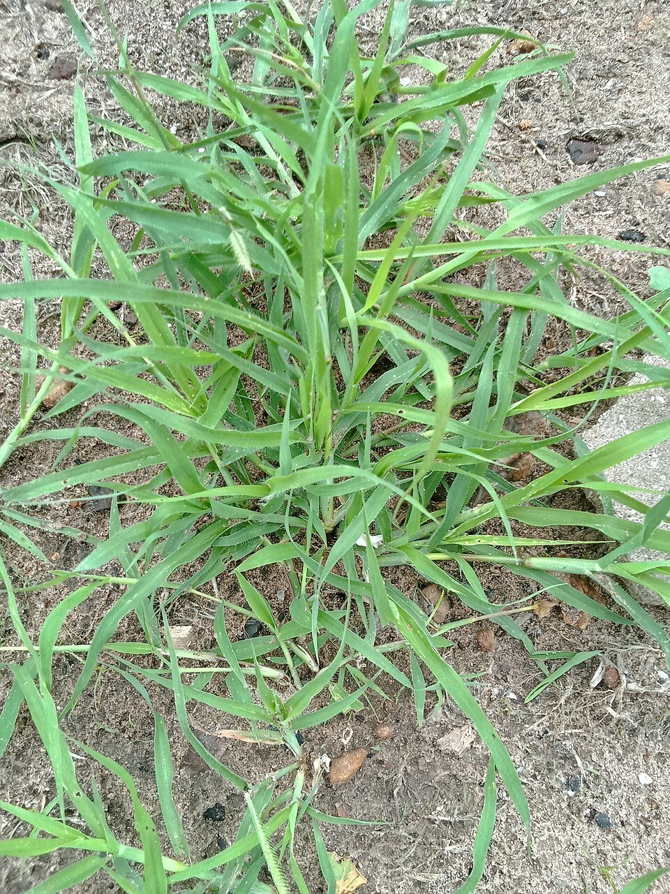 Buffel Grass