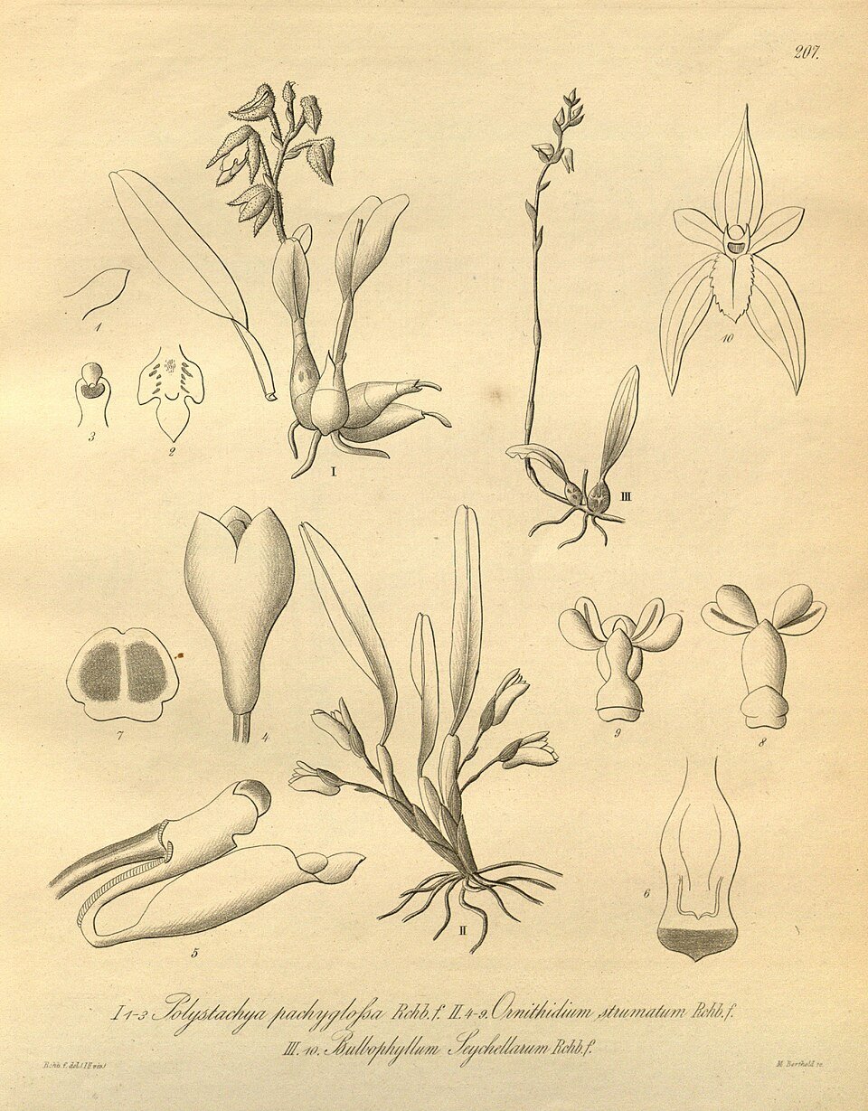 Bulbophyllum