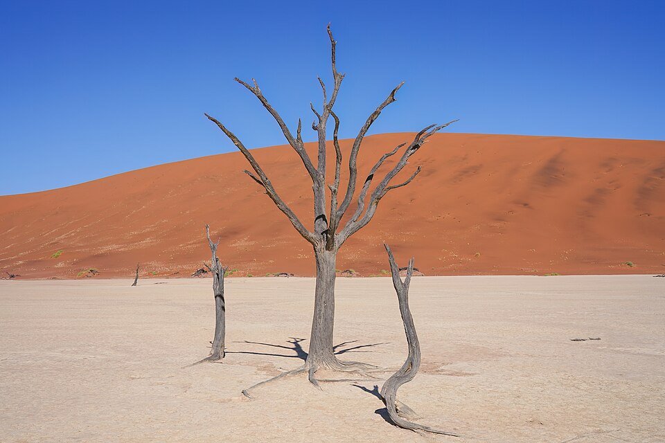 Camel Thorn