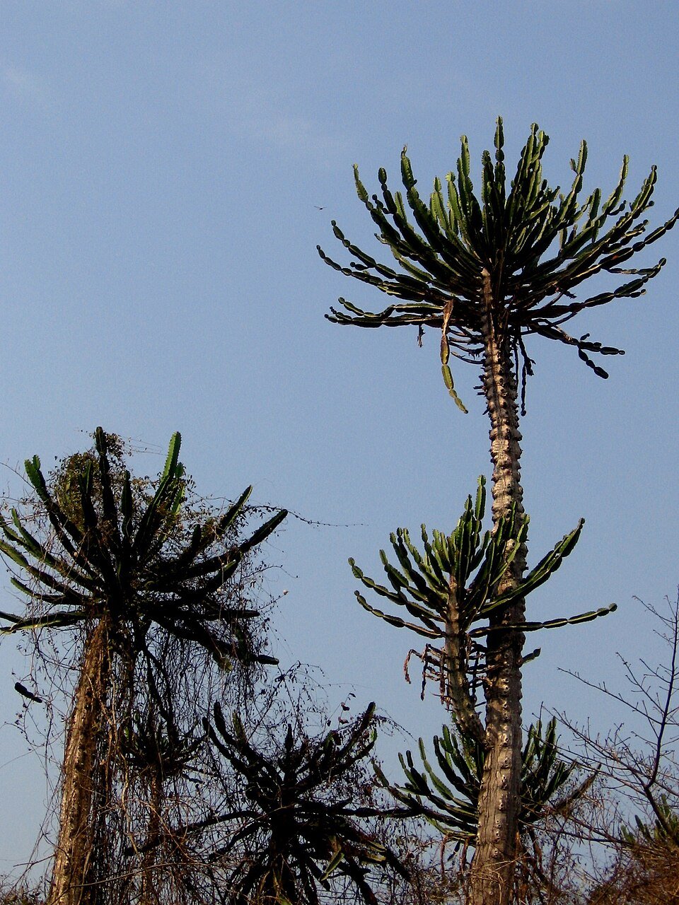 Candelabra Euphorbia