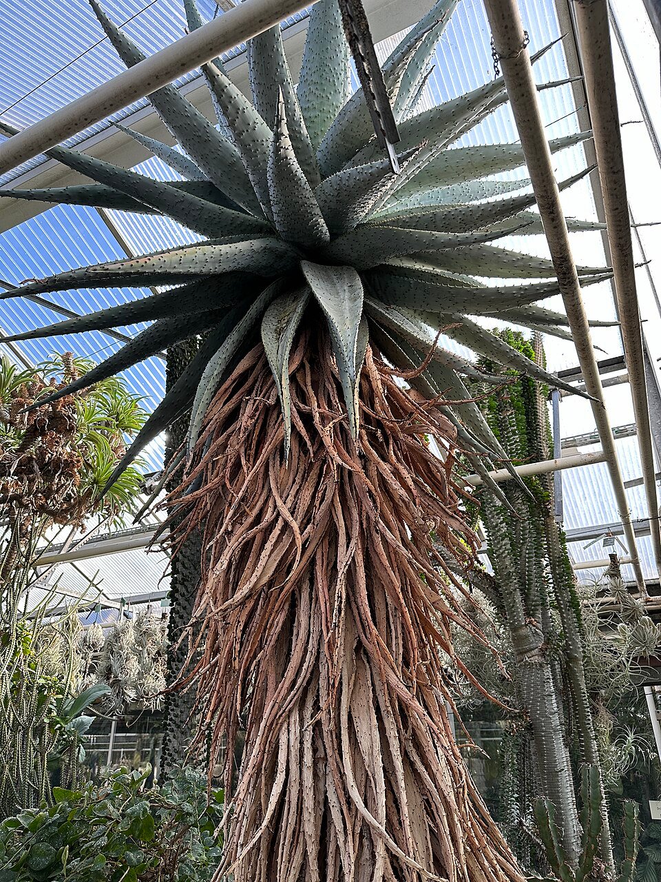 Cape Aloe