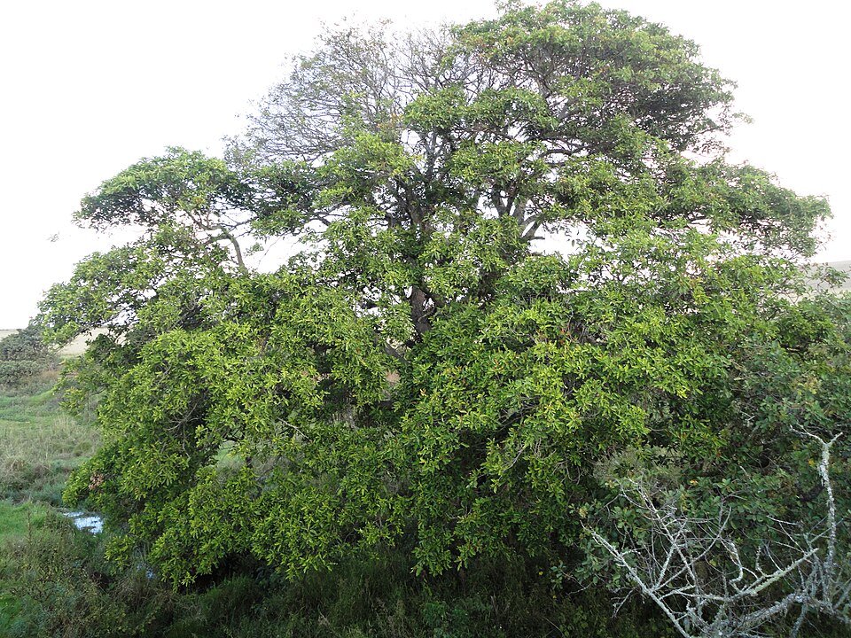 Cape Fig