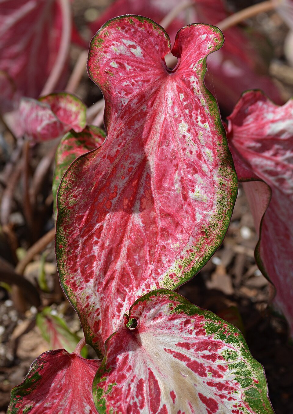 Cape Floristic Endemic