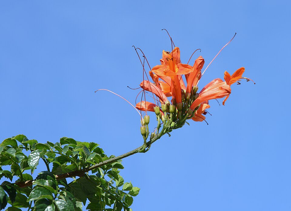 Cape Honeysuckle