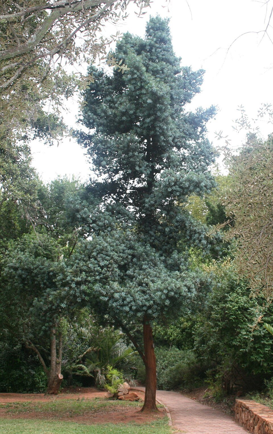 Cape Yew