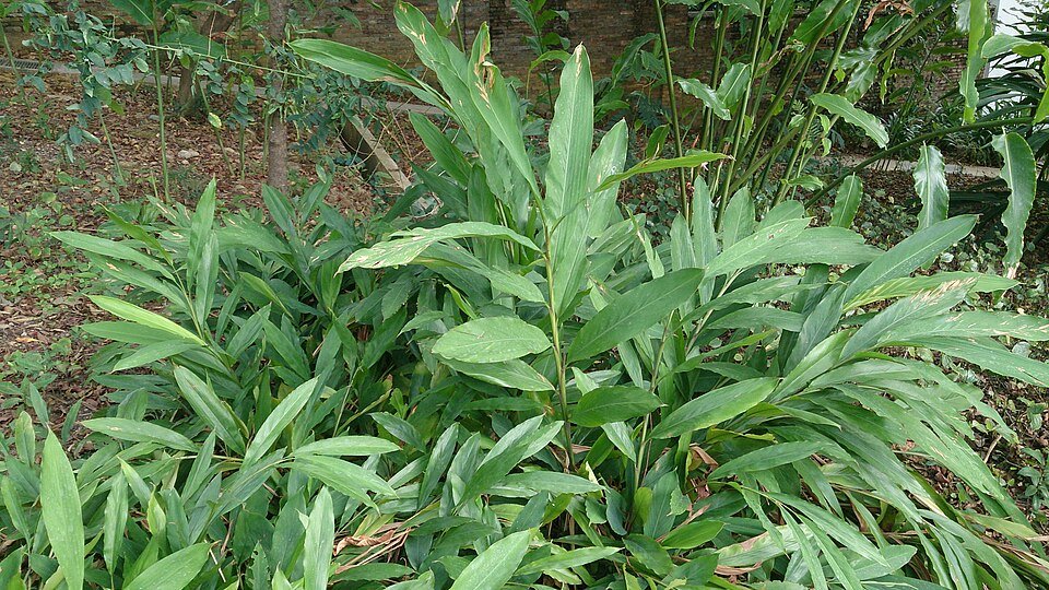 Cardamom