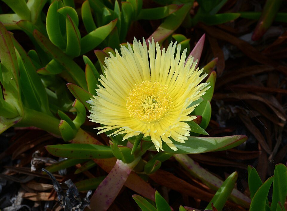 Carpobrotus
