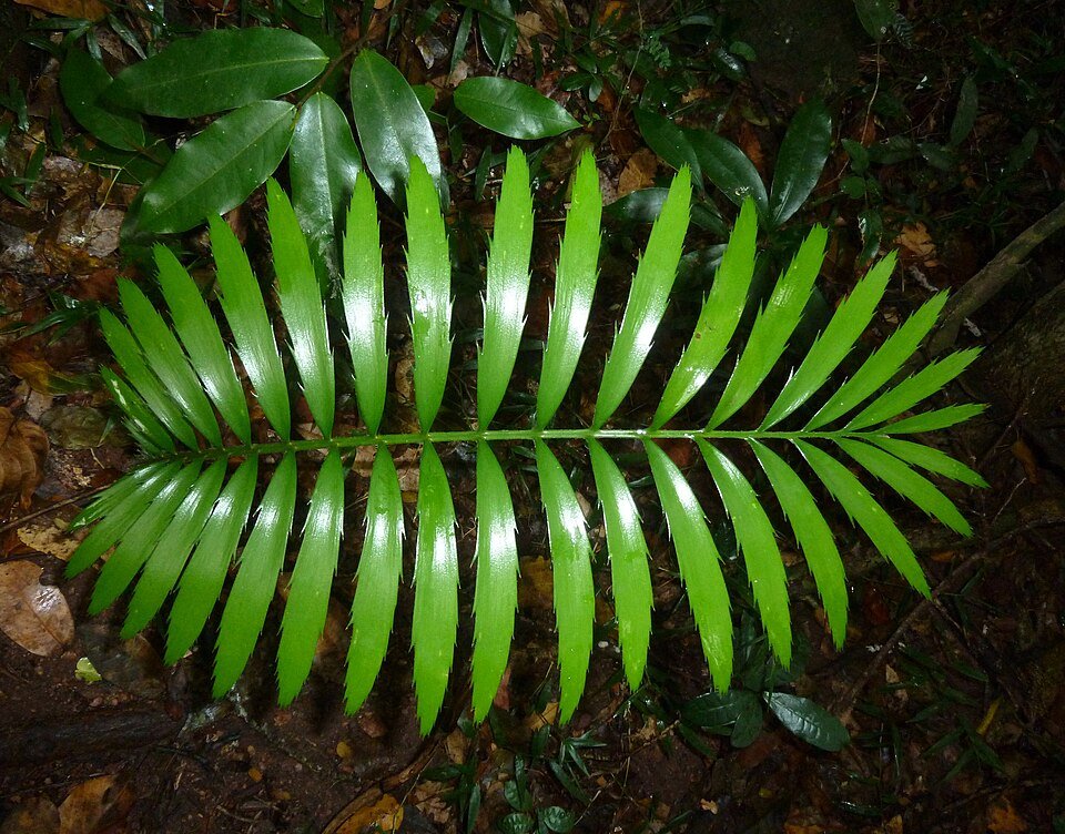 Certain Cycads