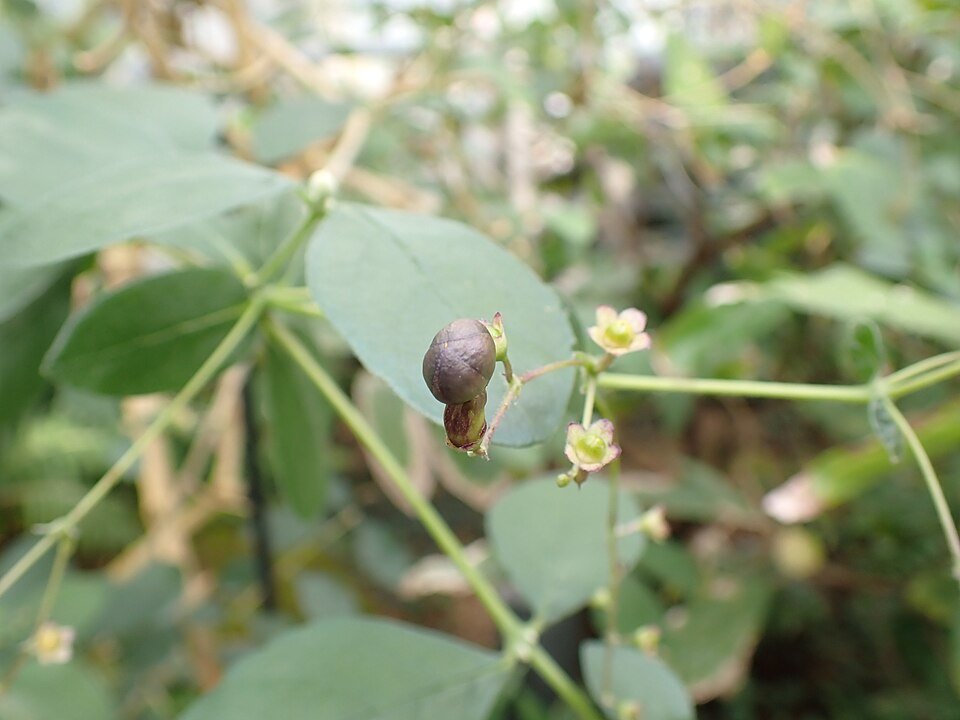 Clerodendrum Species