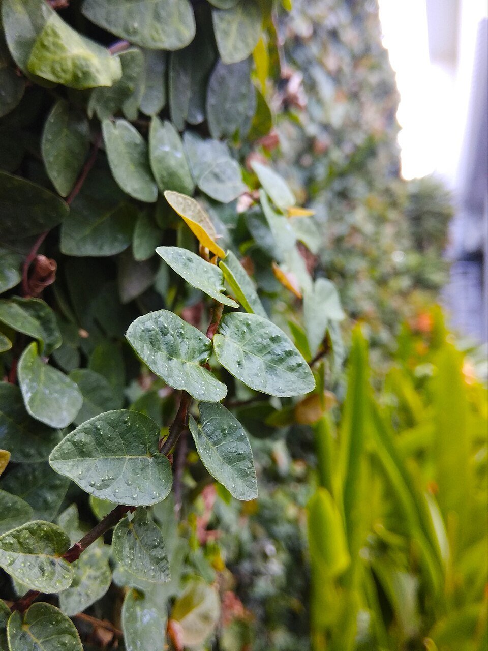 Climbing Figs