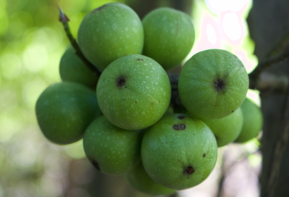 Cluster Fig