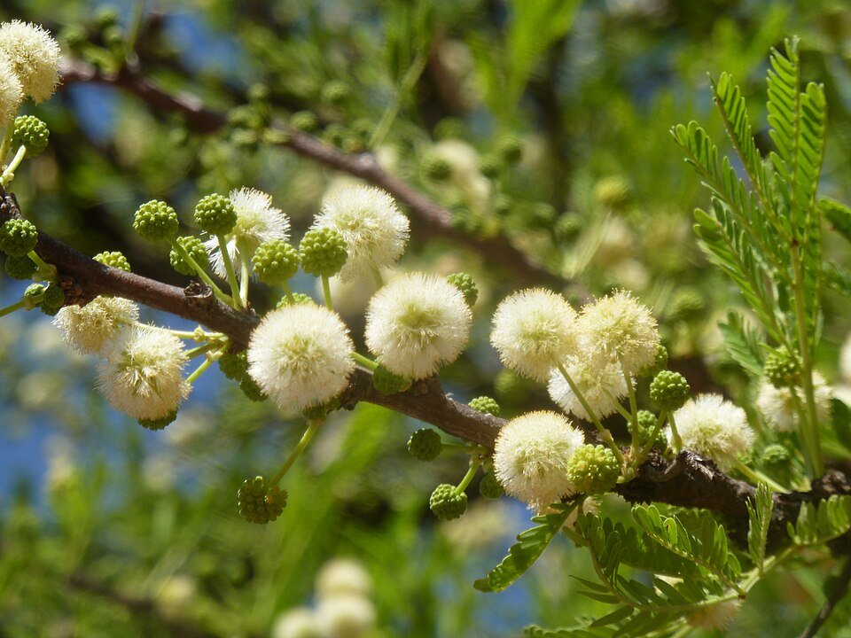 Coastal Acacias