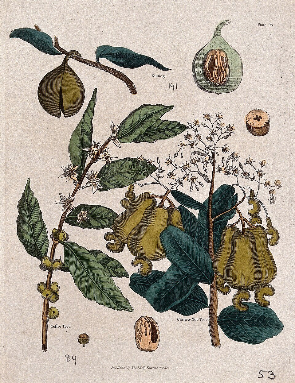 Coastal Endemic Shrubs