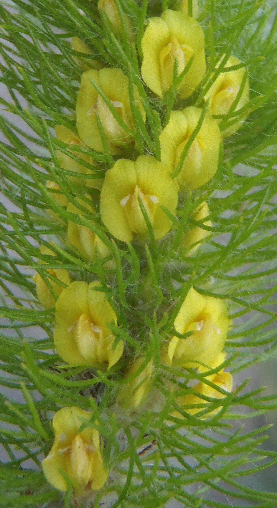 Coastal Endemic Trees