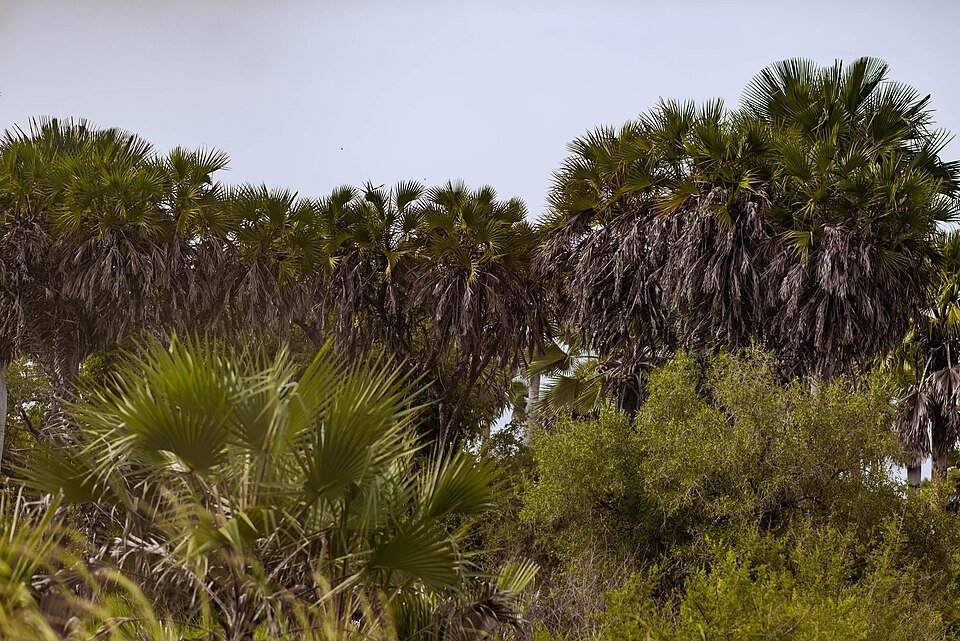 Coastal Palms
