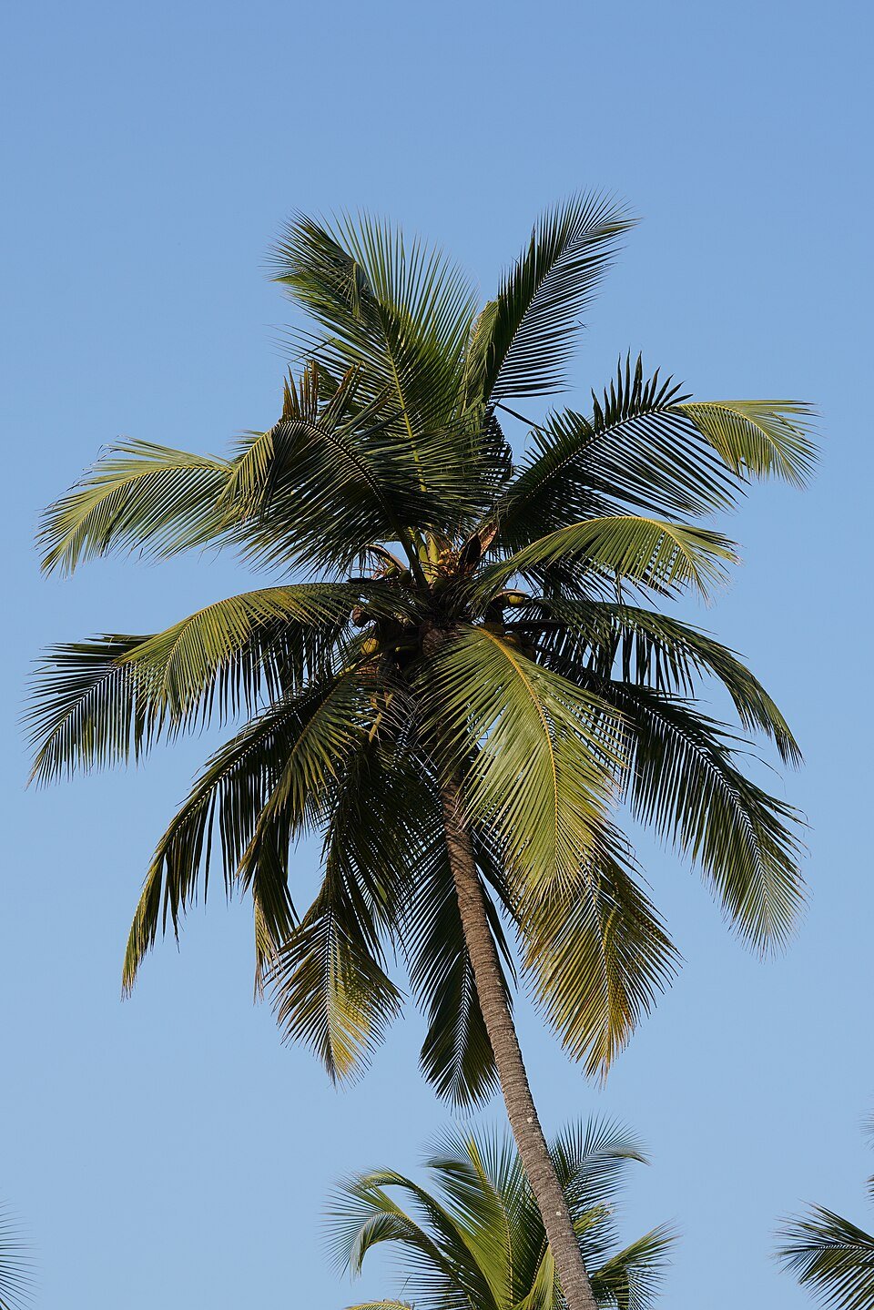 Coconut Palm