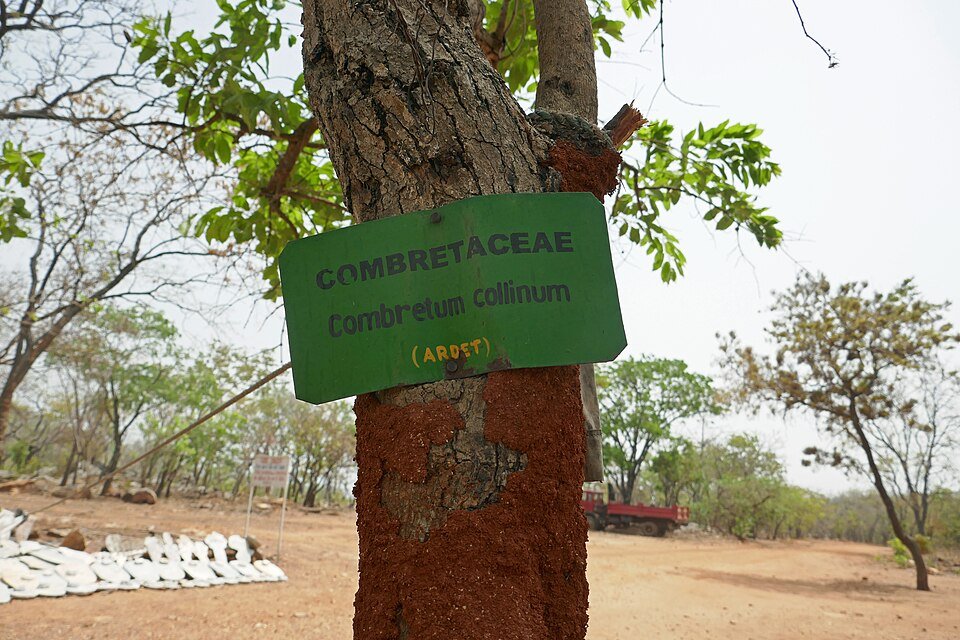 Combretum