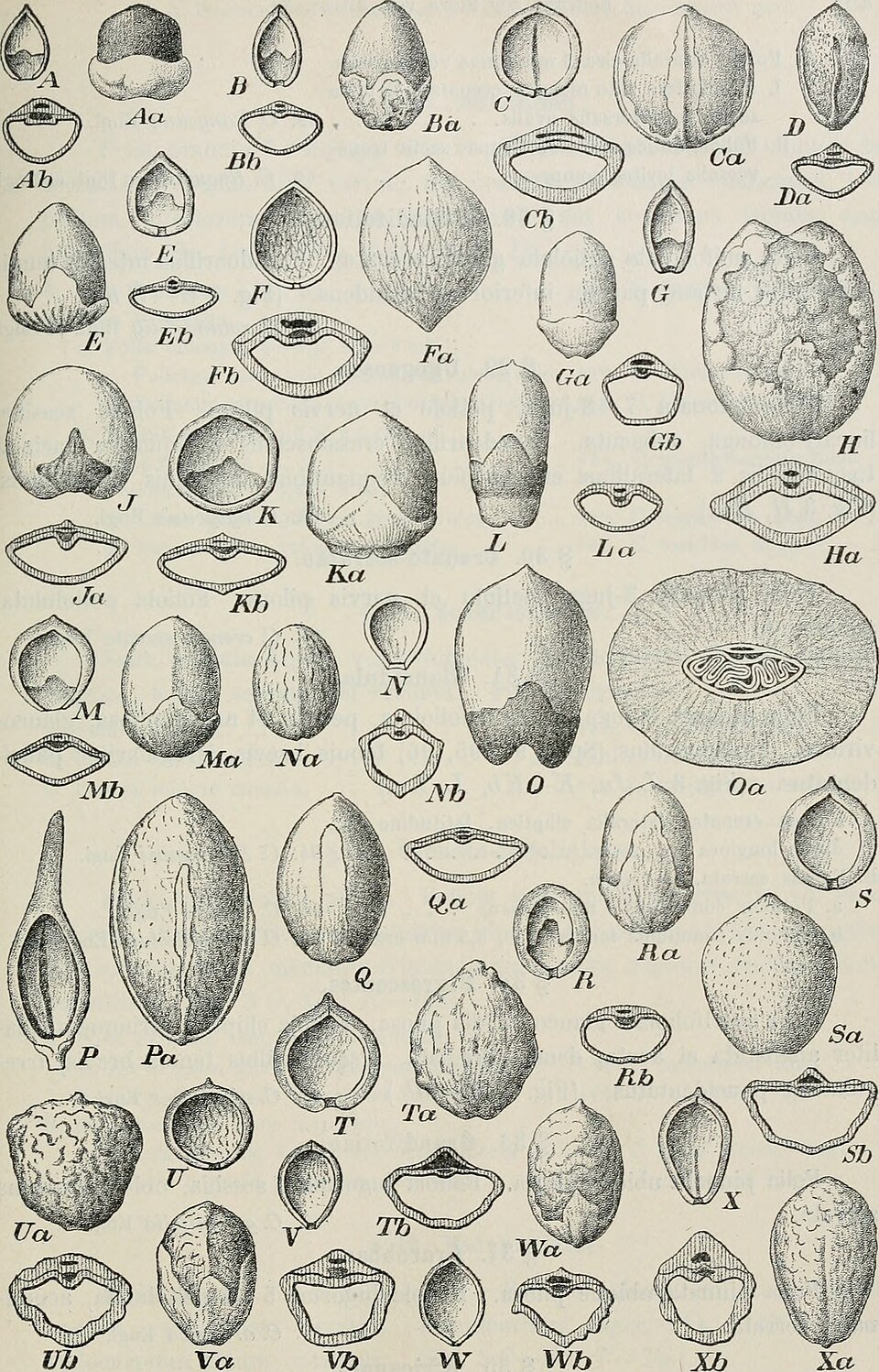 Commiphora