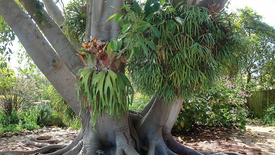 Congo Basin Figs