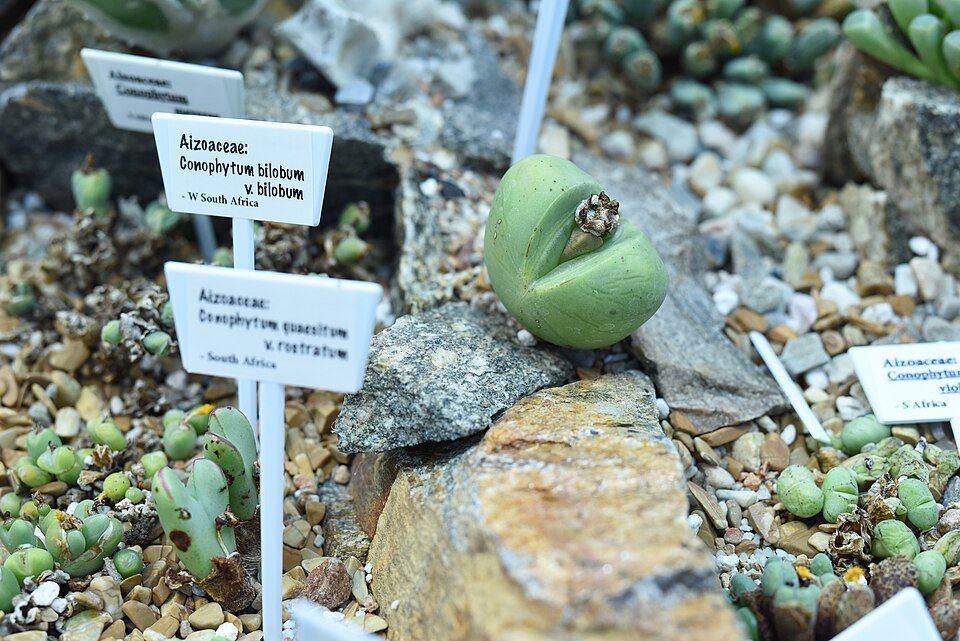 Conophytum