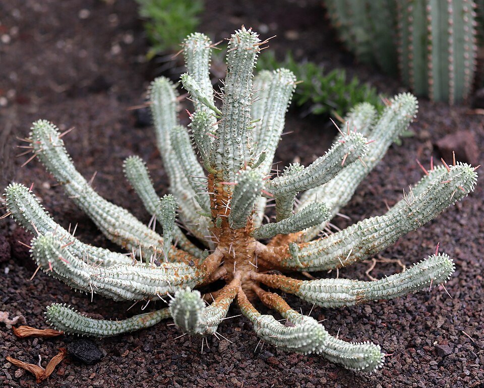 Corncob Euphorbia