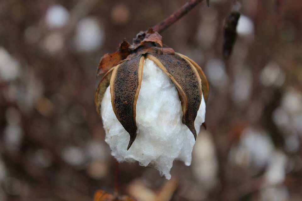 Cotton Relatives