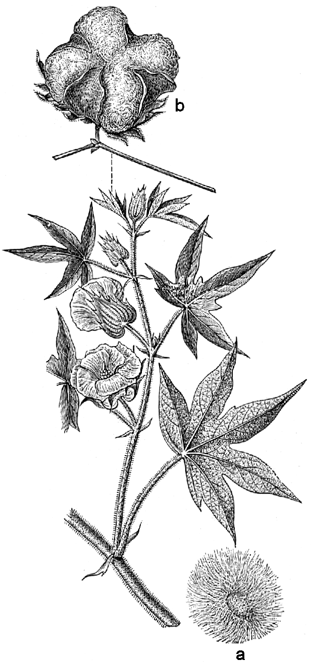 Cotton