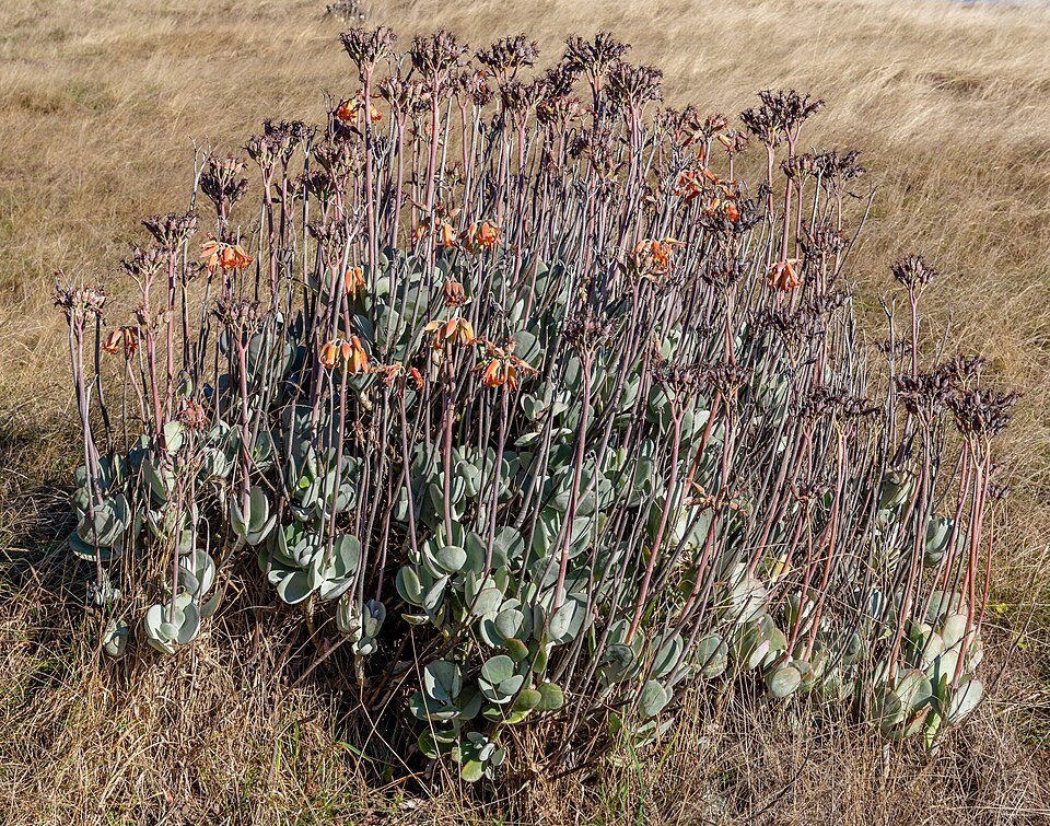 Cotyledon