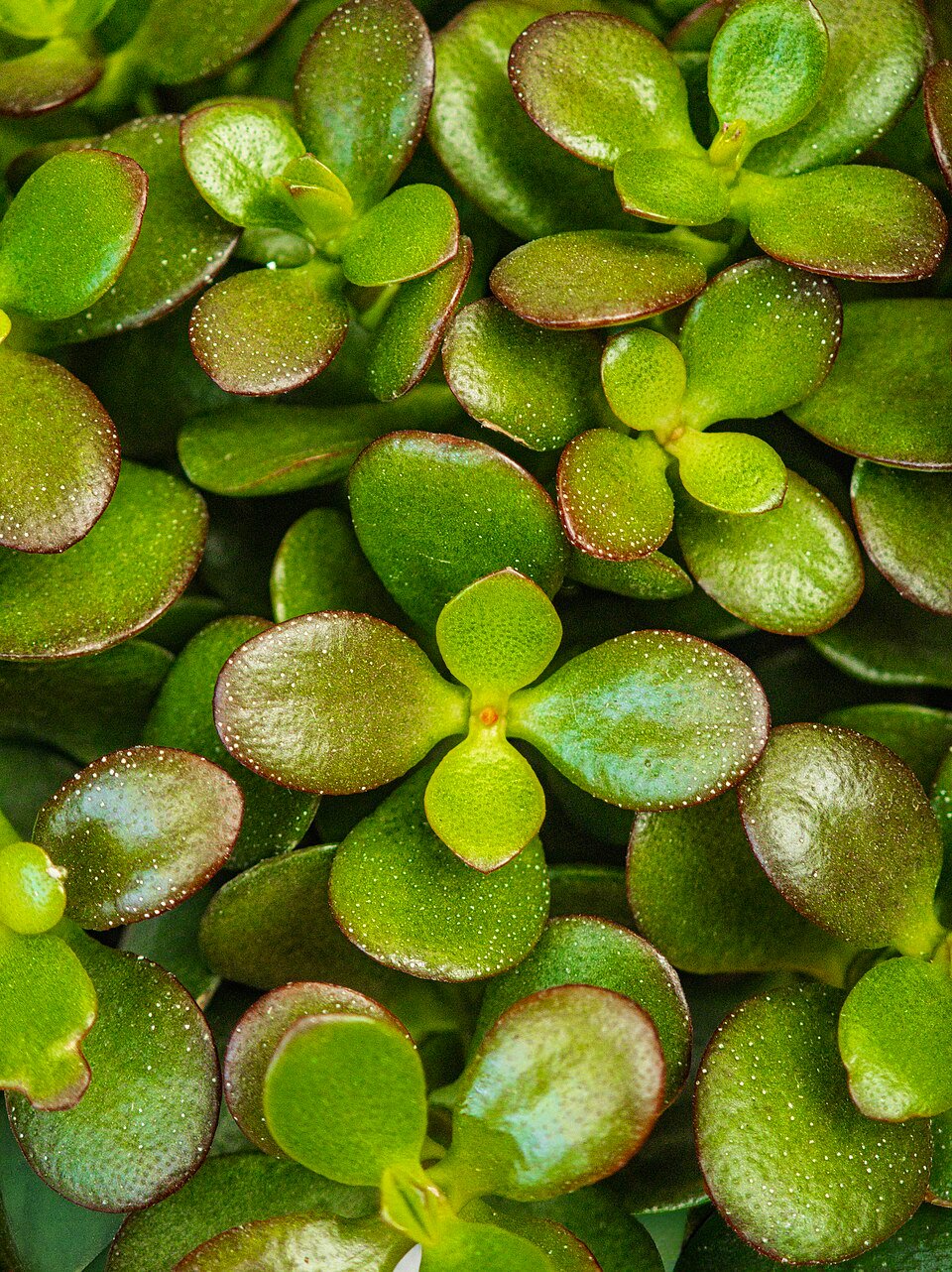 Crassula