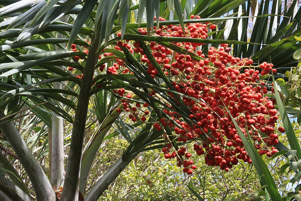 Date Palm