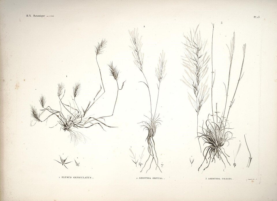 Desert Grasses