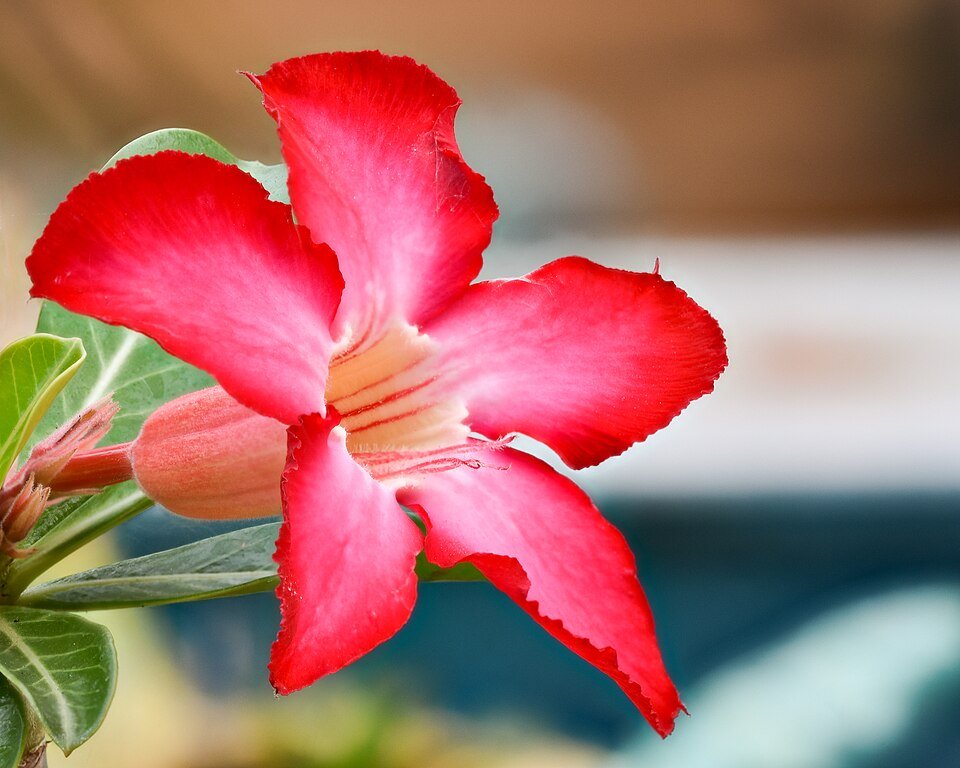 Desert Rose Relatives