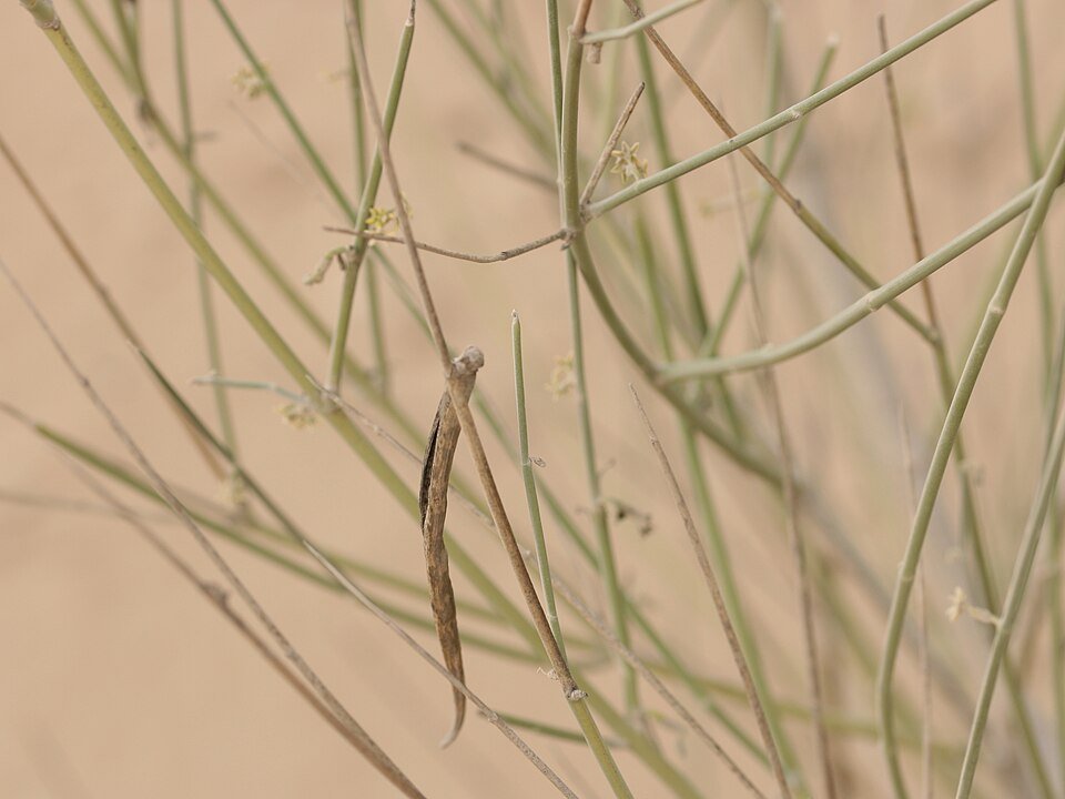 Desert Shrubs