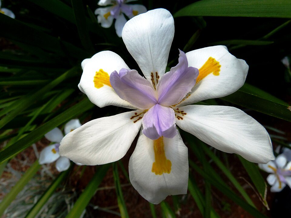 Dietes