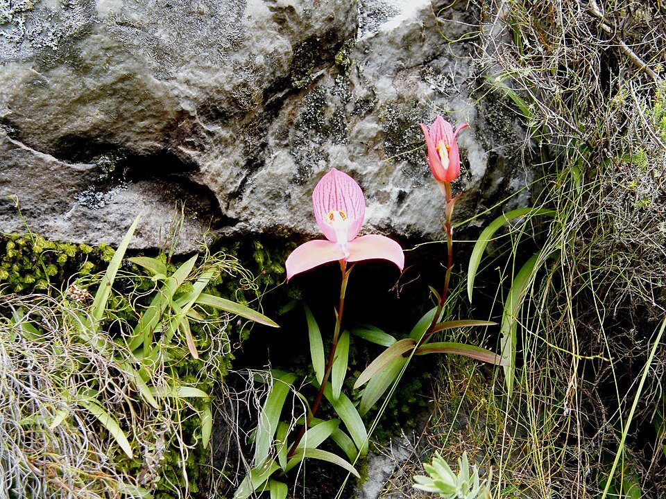 Disa