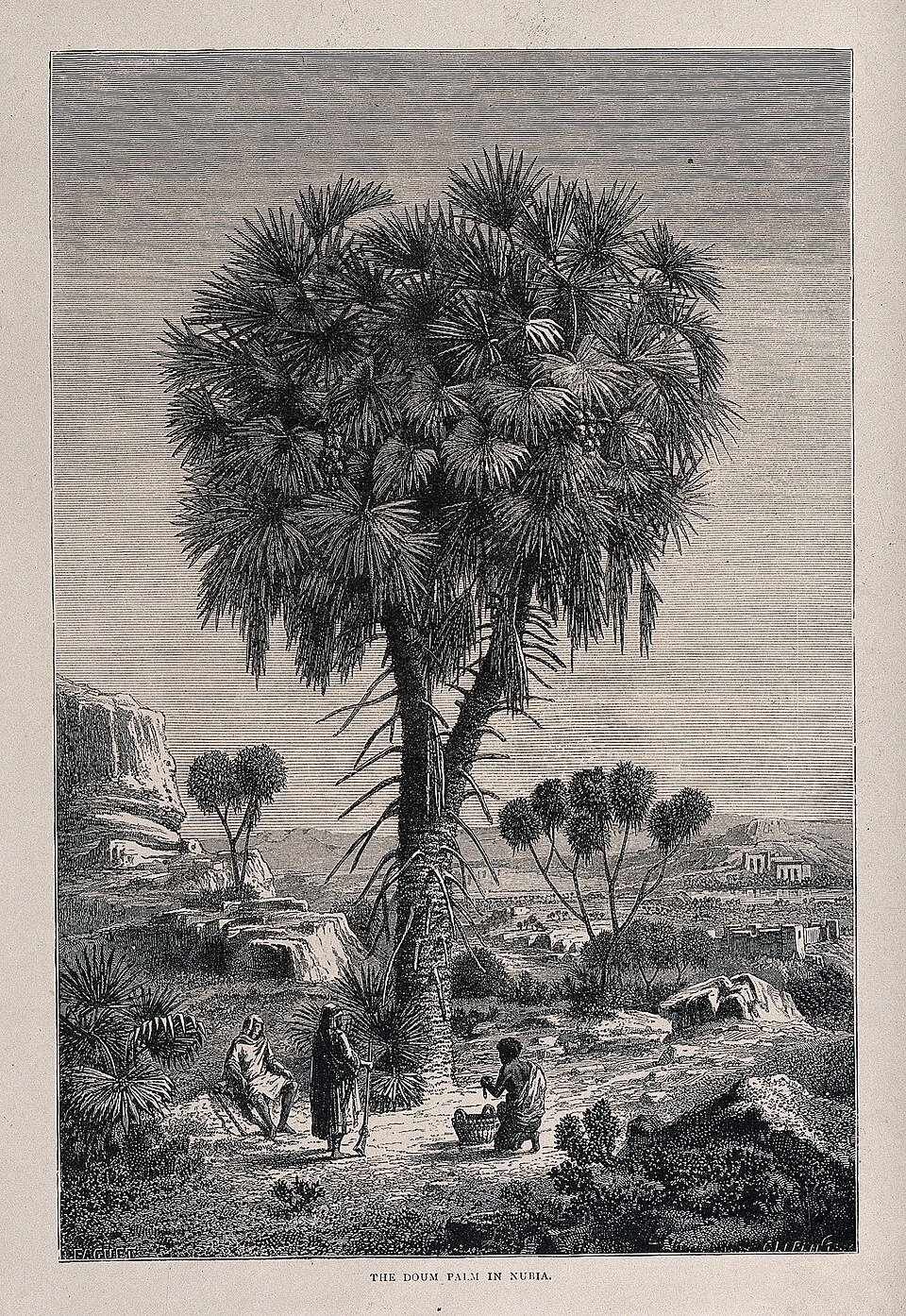 Doum Palm