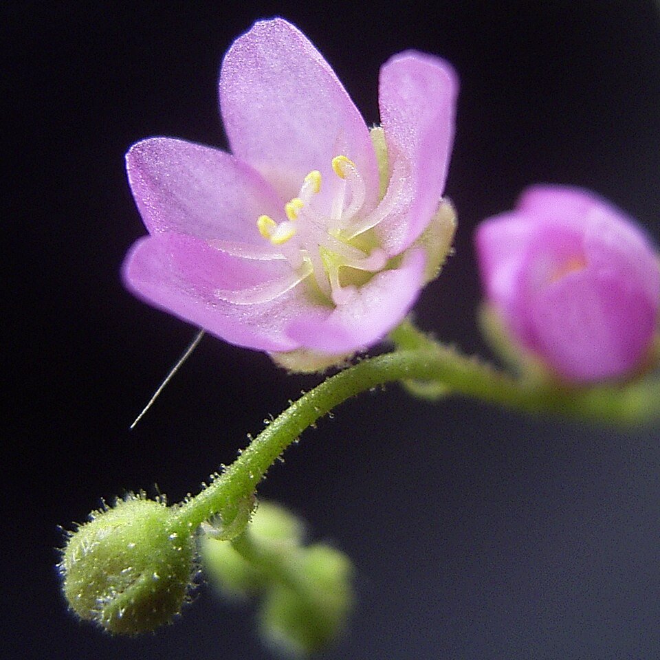 Drosera Species